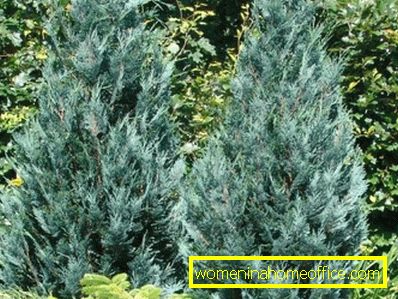 Cypress: plantare și îngrijire